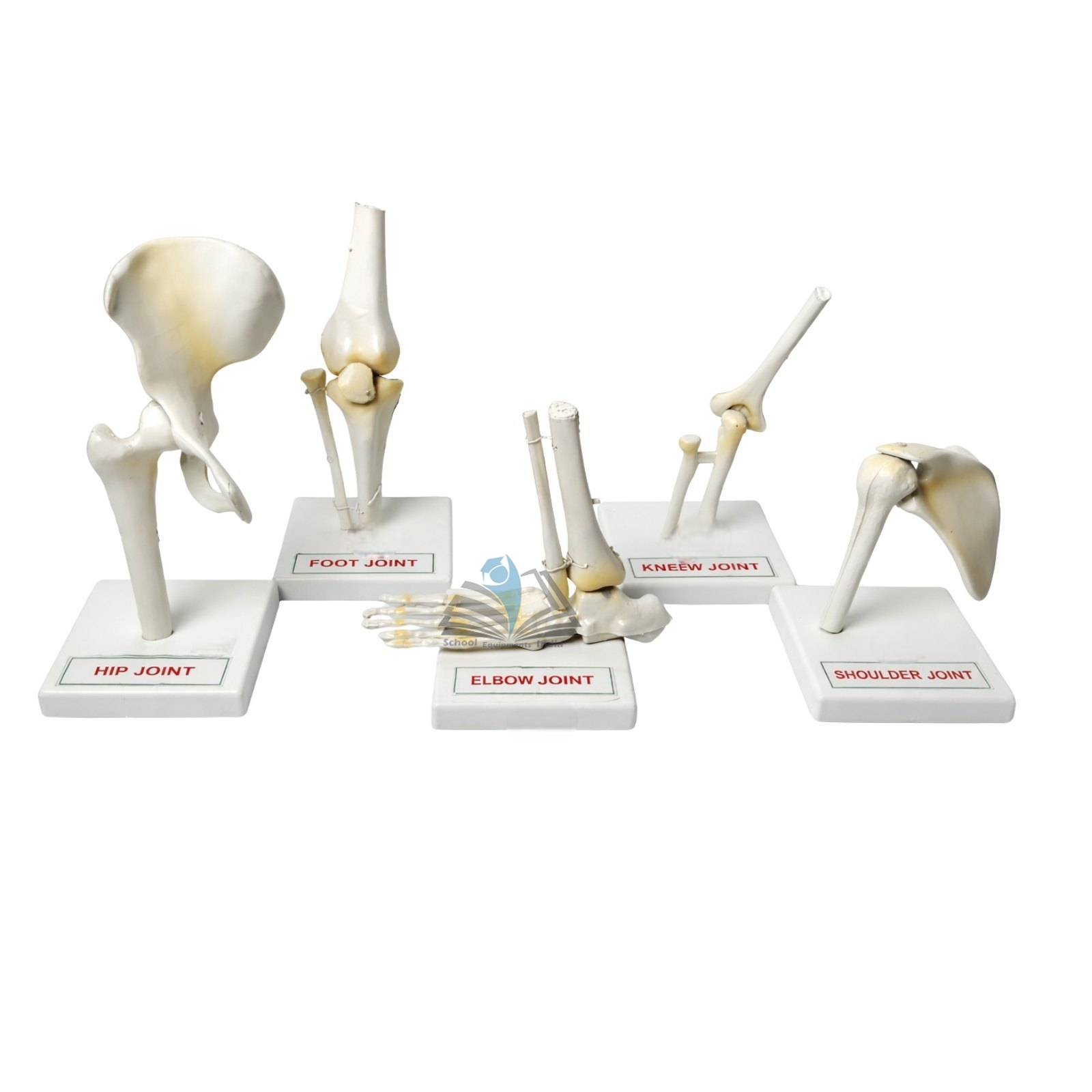 Human Joints Model Set of Five